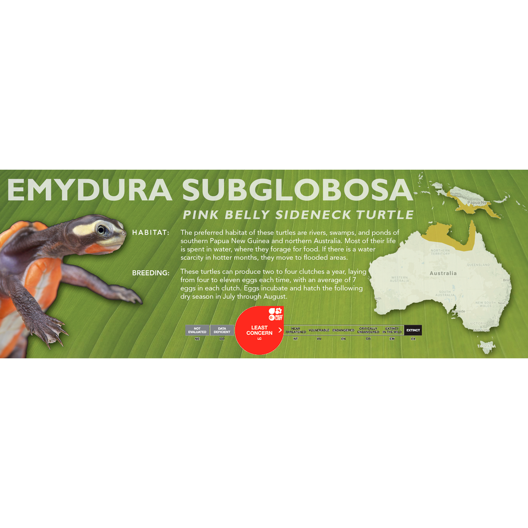 Pink Belly Sideneck Turtle (Emydura subglobosa) - Standard Vivarium Label