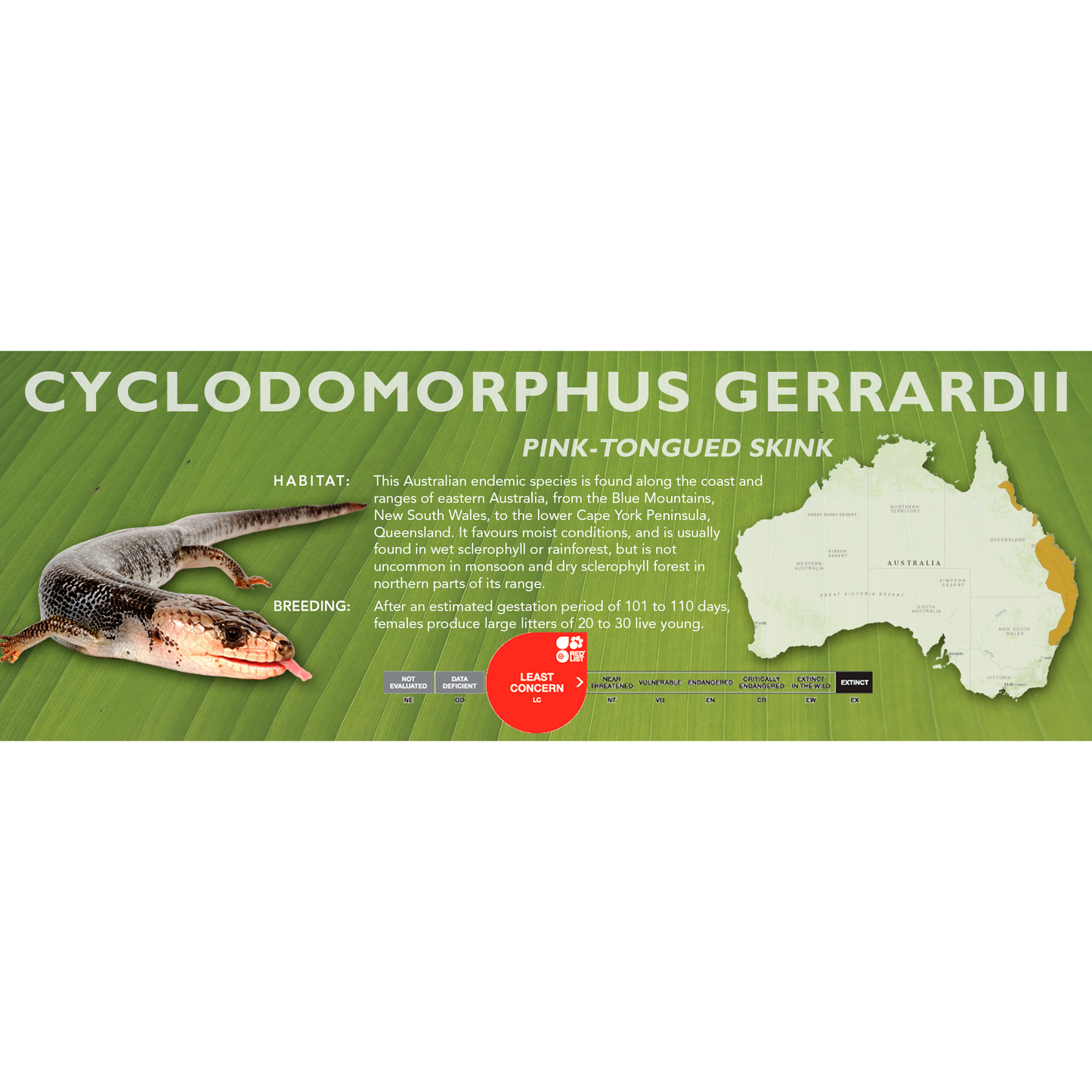 Pink-Tongued Skink (Cyclodomorphus gerrardii) Classic Vivarium Label