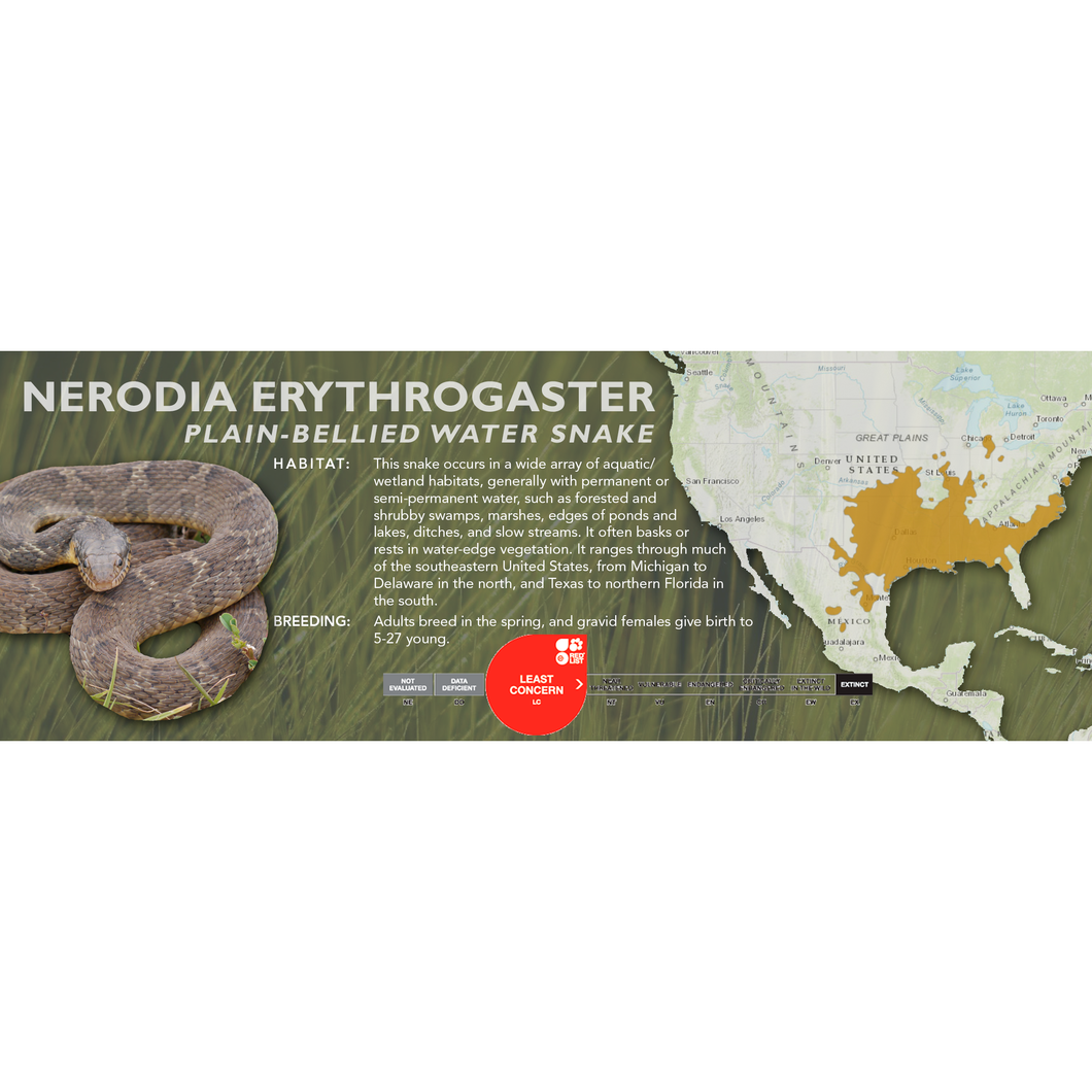 Plain-Bellied Water Snake (Nerodia erythrogaster) Standard Vivarium Label