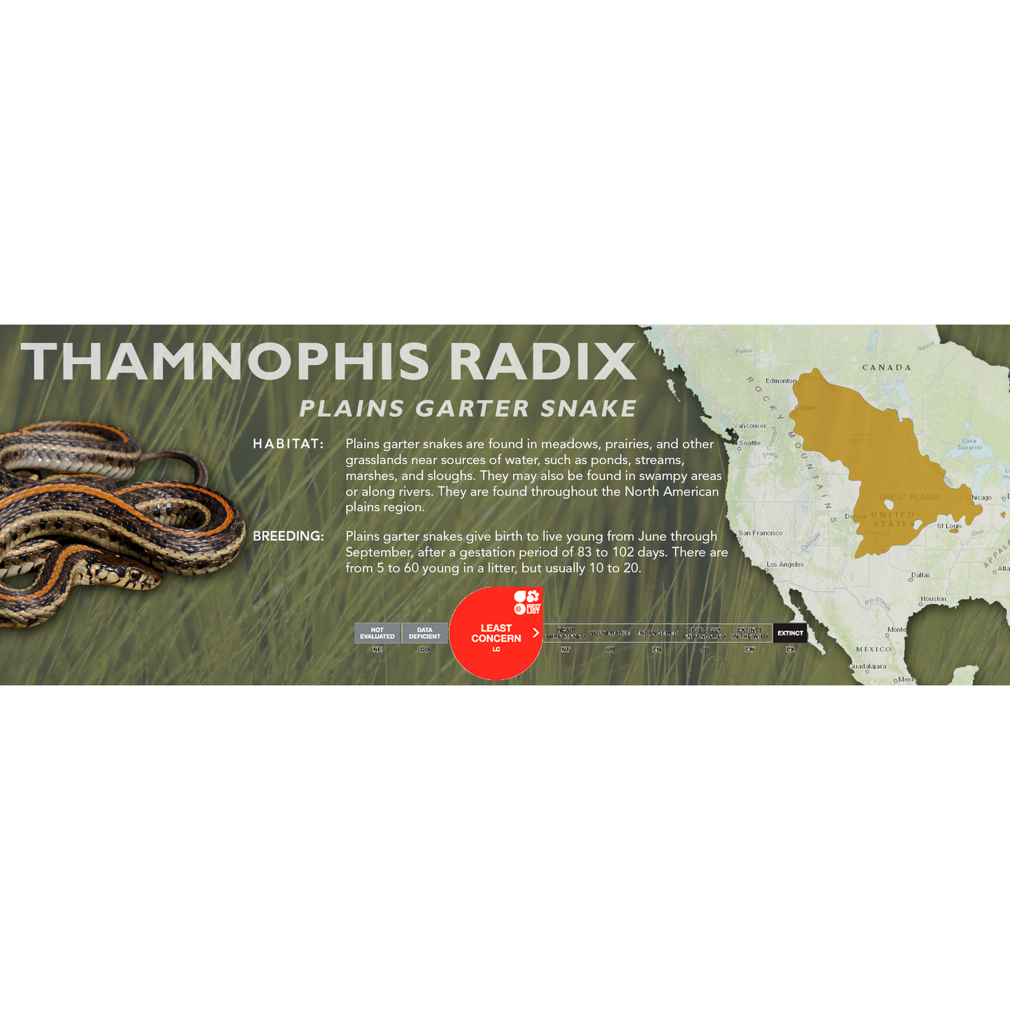 Plains Garter Snake (Thamnophis radix) Standard Vivarium Label