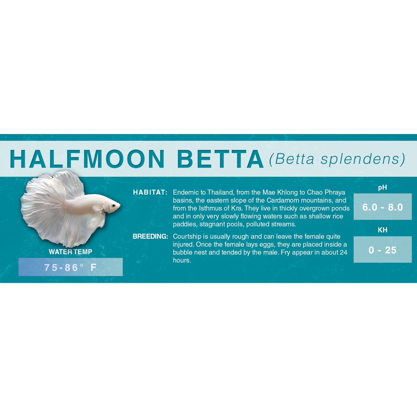 Betta Fish (Betta splendens) - Standard Aquarium Label