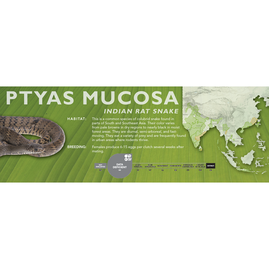 Indian Rat Snake (Ptyas mucosa) Classic Vivarium Label