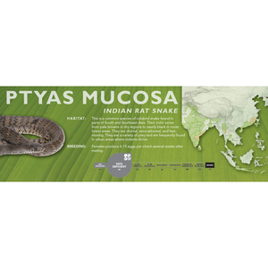 Indian Rat Snake (Ptyas mucosa) Standard Vivarium Label