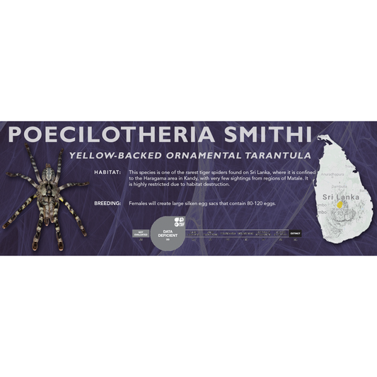 Yellow-Backed Ornamental Tarantula (Poecilotheria smithi) - Standard Vivarium Label