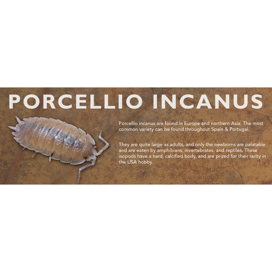 Porcellio incanus - Isopod Label