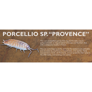 Porcellio sp. "Provence" - Isopod Label