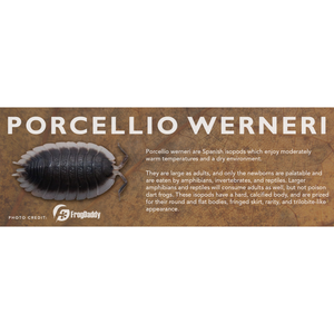 Porcellio werneri - Isopod Label
