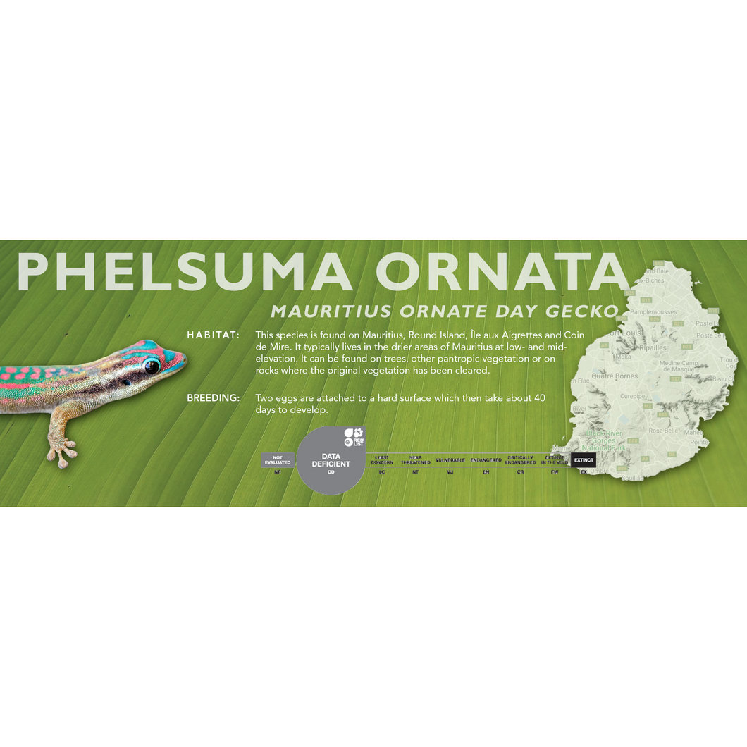 Mauritius Ornate Day Gecko (Phelsuma ornata) Standard Vivarium Label