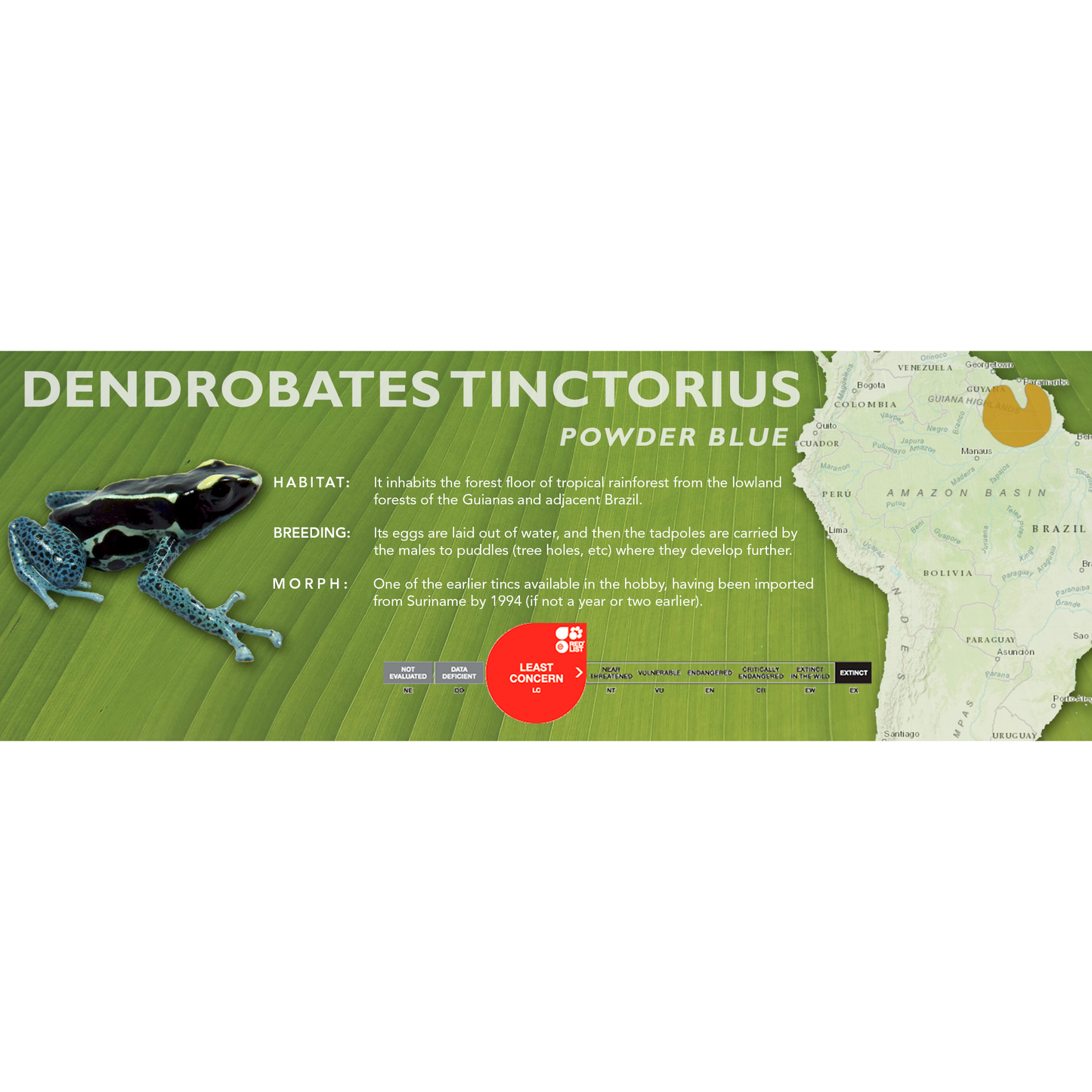 Dendrobates tinctorius - Standard Vivarium Label