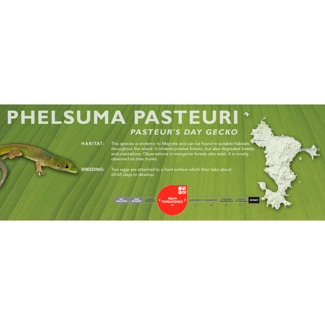 Pasteur's Gecko (Phelsuma pasteuri) Standard Vivarium Label