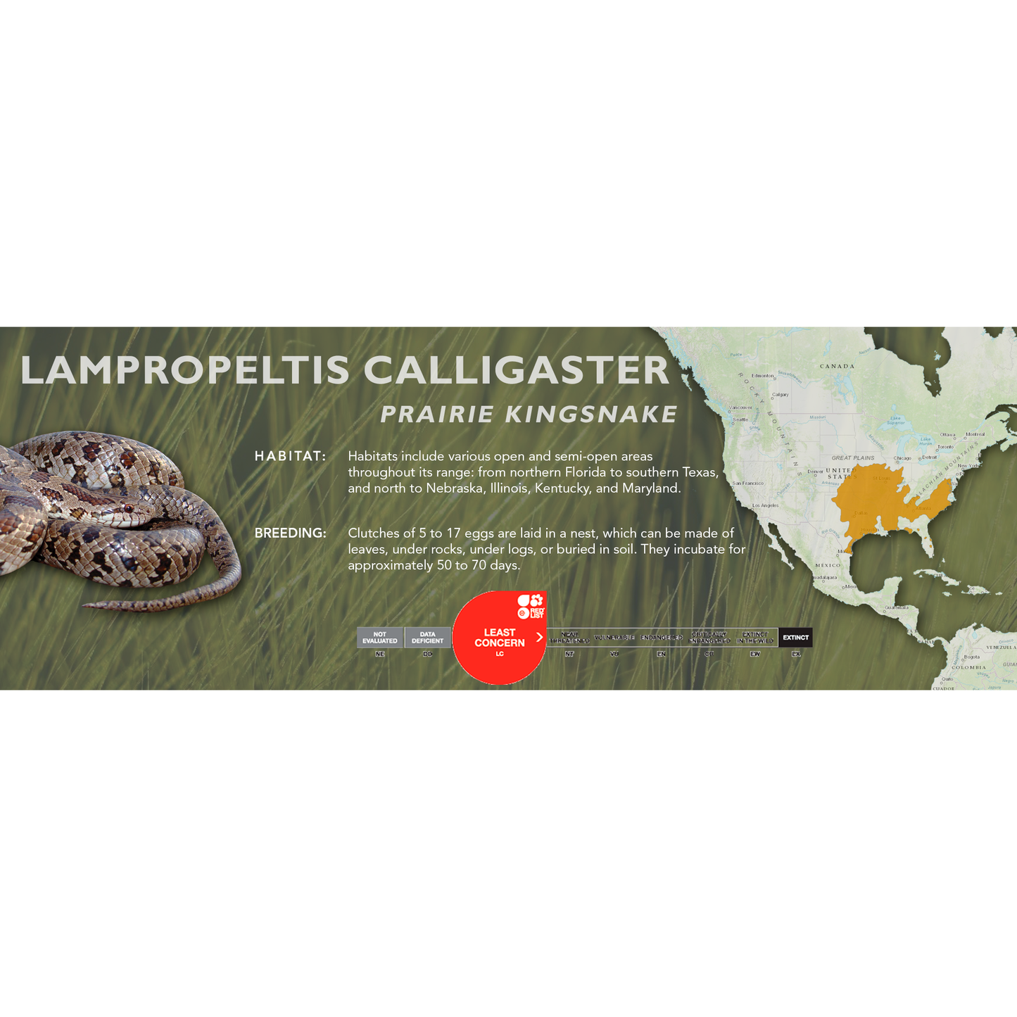 Prairie Kingsnake (Lampropeltis calligaster) Classic Vivarium Label