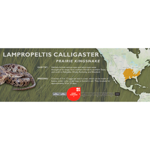 Prairie Kingsnake (Lampropeltis calligaster) Standard Vivarium Label