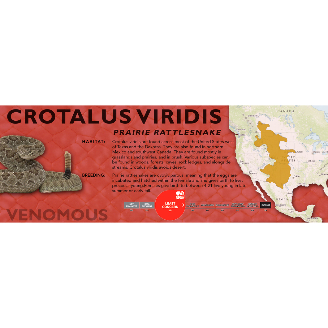 Prairie Rattlesnake (Crotalus viridis) Standard Vivarium Label