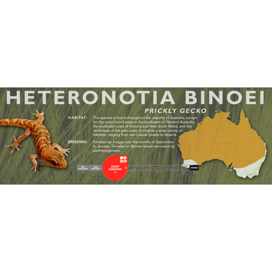 Prickly Gecko (Heteronotia binoei) Classic Vivarium Label