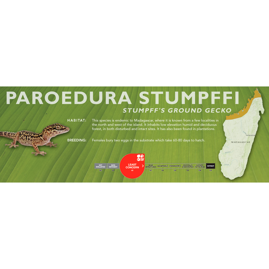 Stumpff's Ground Gecko (Paroedura stumpffi) Standard Vivarium Label