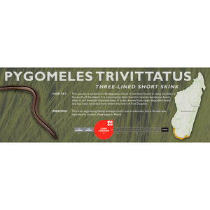 Three-lined Short Skink (Pygomeles trivittatus) Standard Vivarium Label