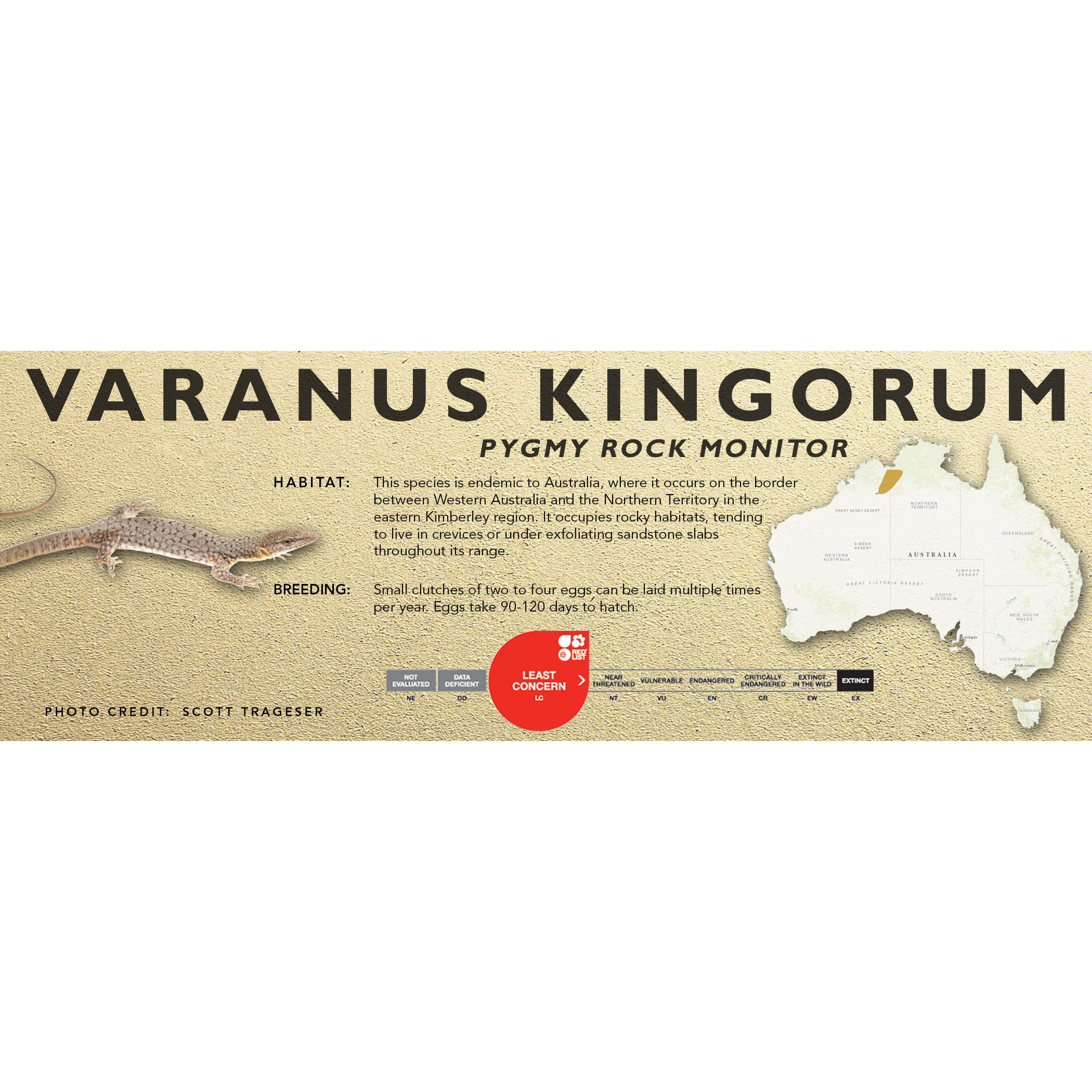 Kingorum Pygmy Rock Monitor (Varanus kingorum) Classic Vivarium Label – Cloud ...