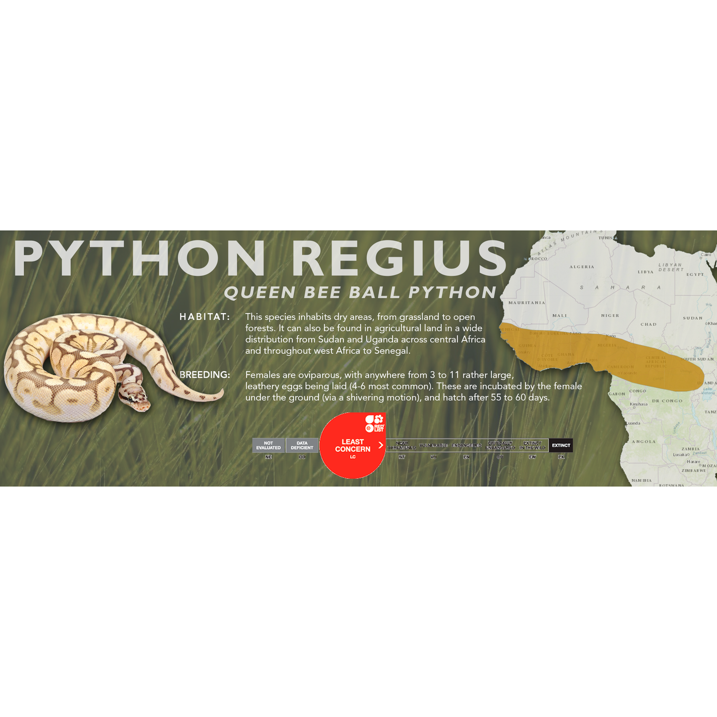 Ball Python (Python regius) Classic Vivarium Label