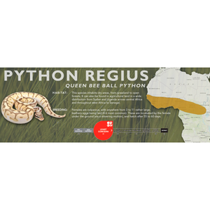 Ball Python (Python regius) Standard Vivarium Label