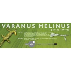 Quince Monitor (Varanus melinus) Standard Vivarium Label