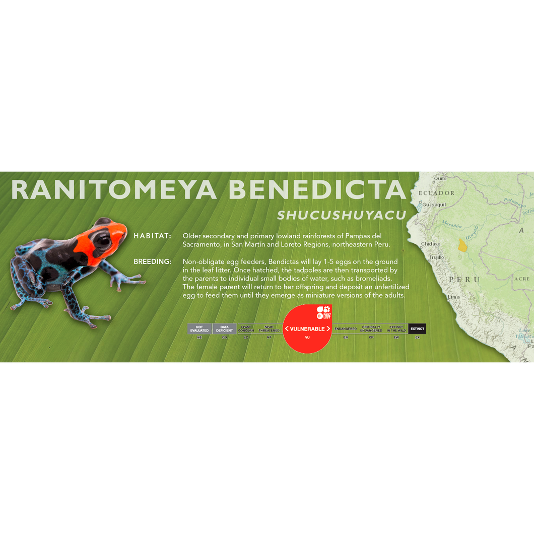 Ranitomeya benedicta - Standard Vivarium Label