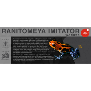 Ranitomeya imitator "Varadero" - Black Series Vivarium Label