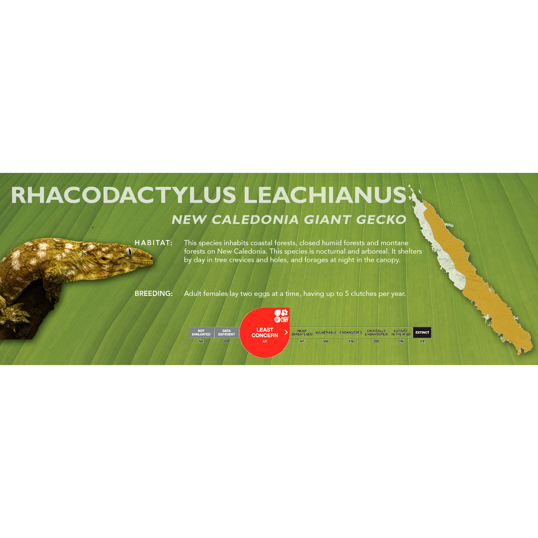 New Caledonia Giant Gecko (Rhacodactylus leachianus) Standard Vivarium Label