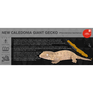 New Caledonia Giant Gecko (Rhacodactylus leachianus) - Black Series Vivarium Label