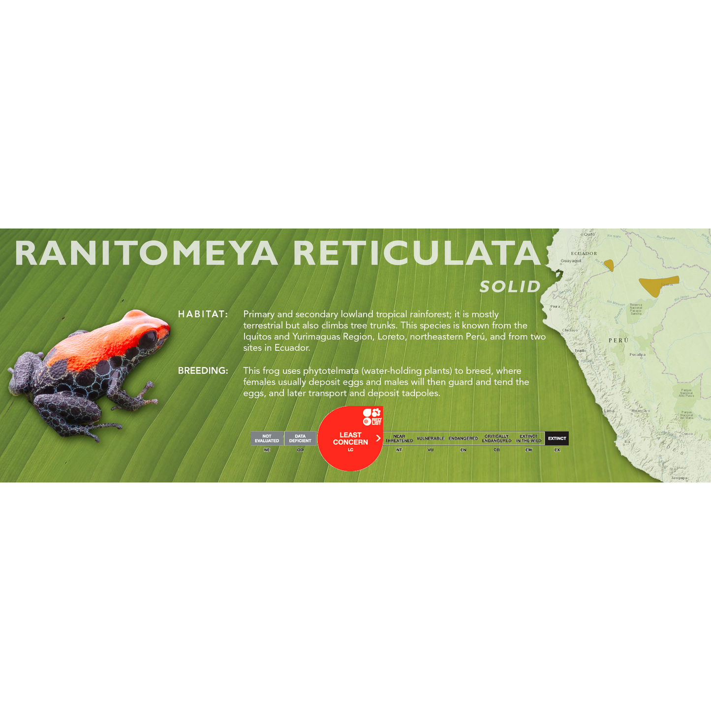 Ranitomeya reticulata - Classic Vivarium Label