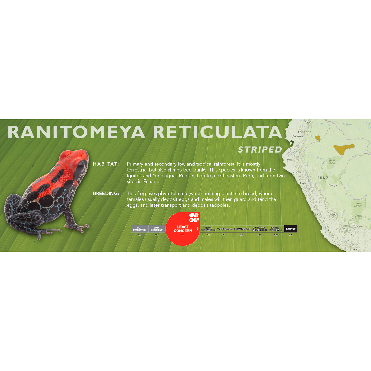 Ranitomeya reticulata - Classic Vivarium Label