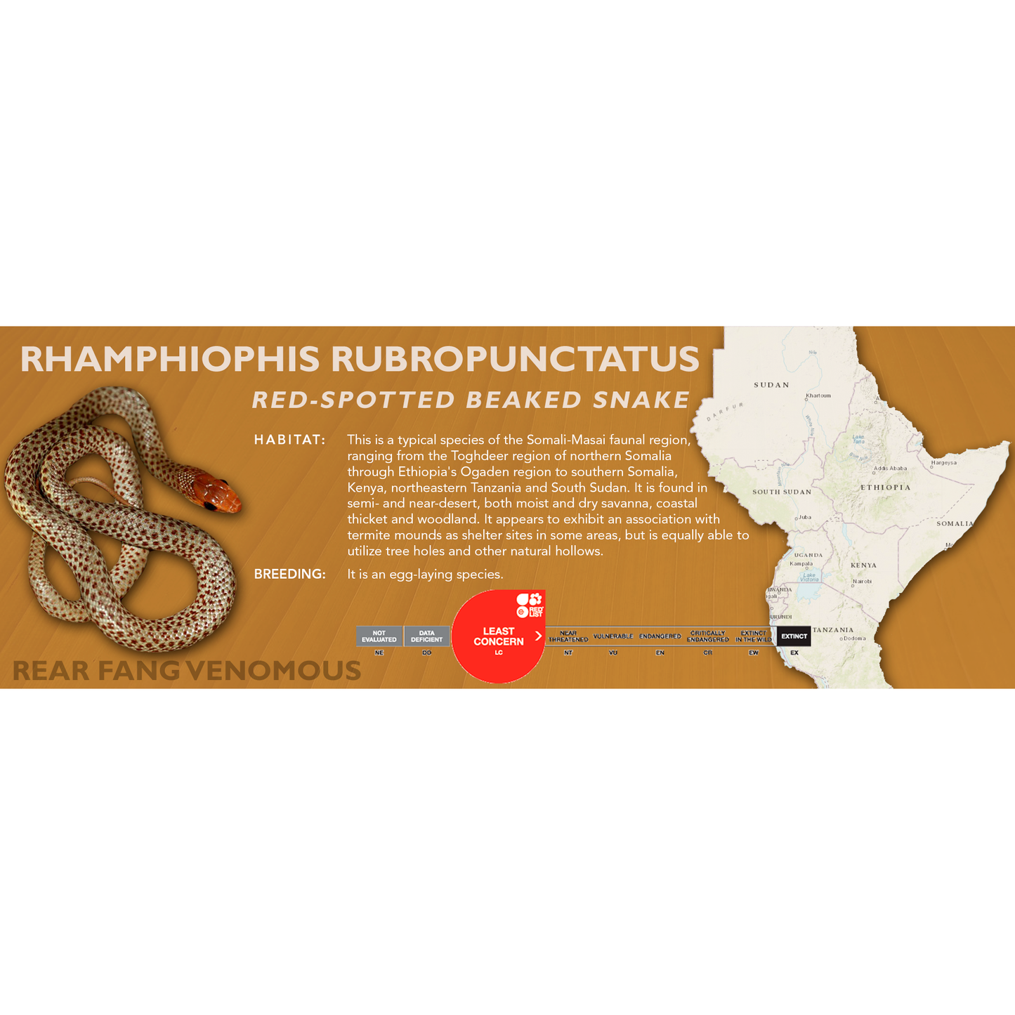 Red-Spotted Beaked Snake (Rhamphiophis rubropunctatus) Classic Vivarium Label