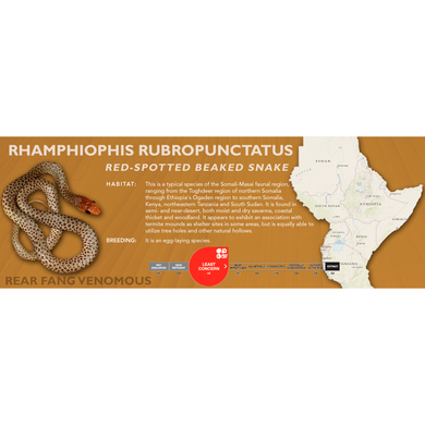 Red-Spotted Beaked Snake (Rhamphiophis rubropunctatus) Standard Vivarium Label