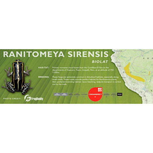 Ranitomeya sirensis - Classic Vivarium Label