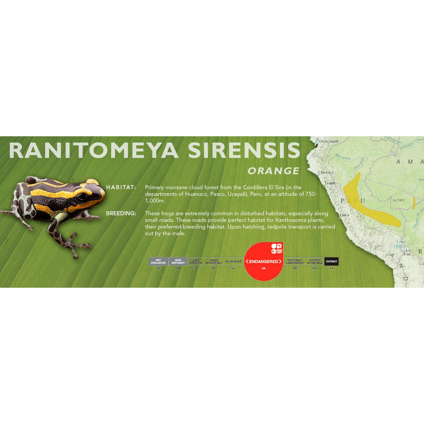 Ranitomeya sirensis - Standard Vivarium Label
