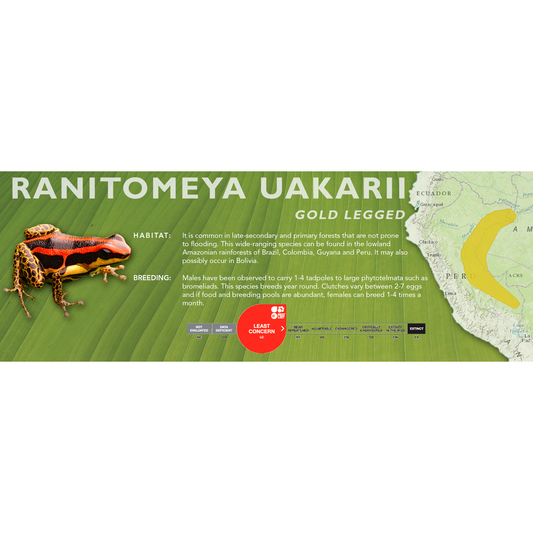 Ranitomeya uakarii - Classic Vivarium Label