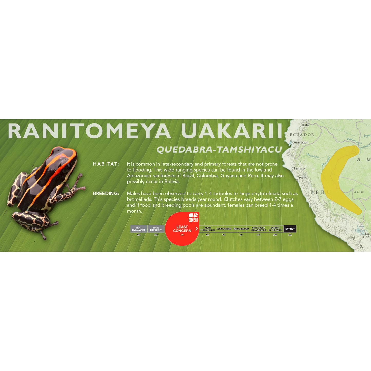 Ranitomeya uakarii - Standard Vivarium Label