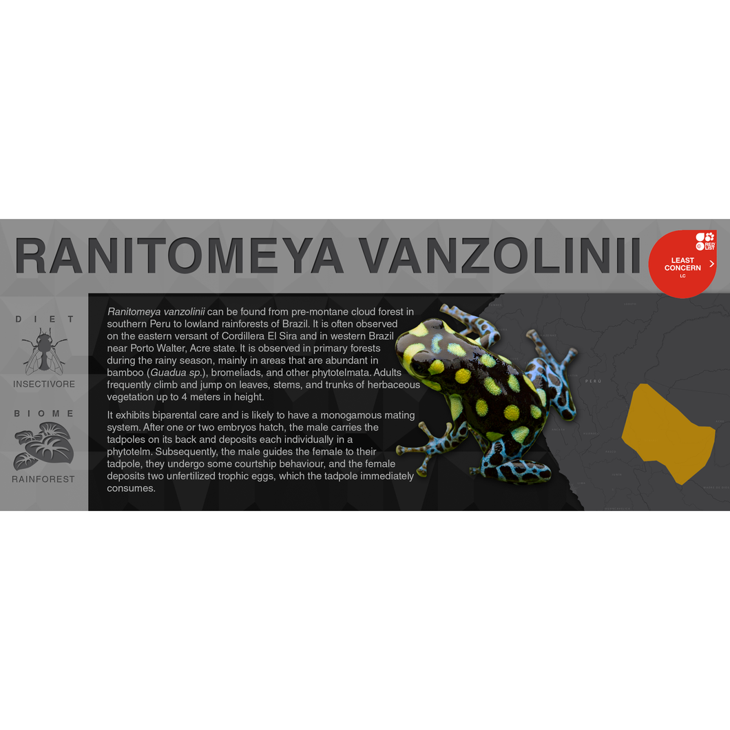 Ranitomeya vanzolinii - Black Series Vivarium Label