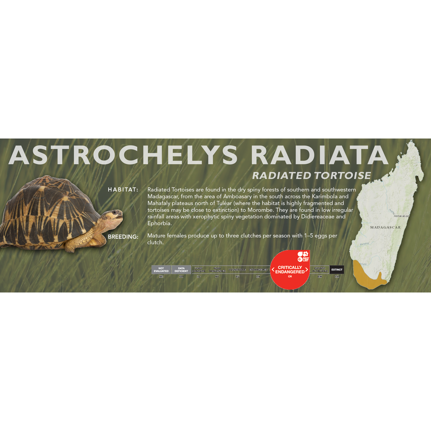 Radiated Tortoise (Astrochelys radiata) - Classic Vivarium Label