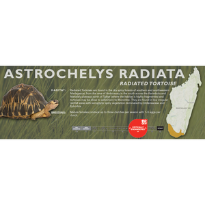 Radiated Tortoise (Astrochelys radiata) - Standard Vivarium Label