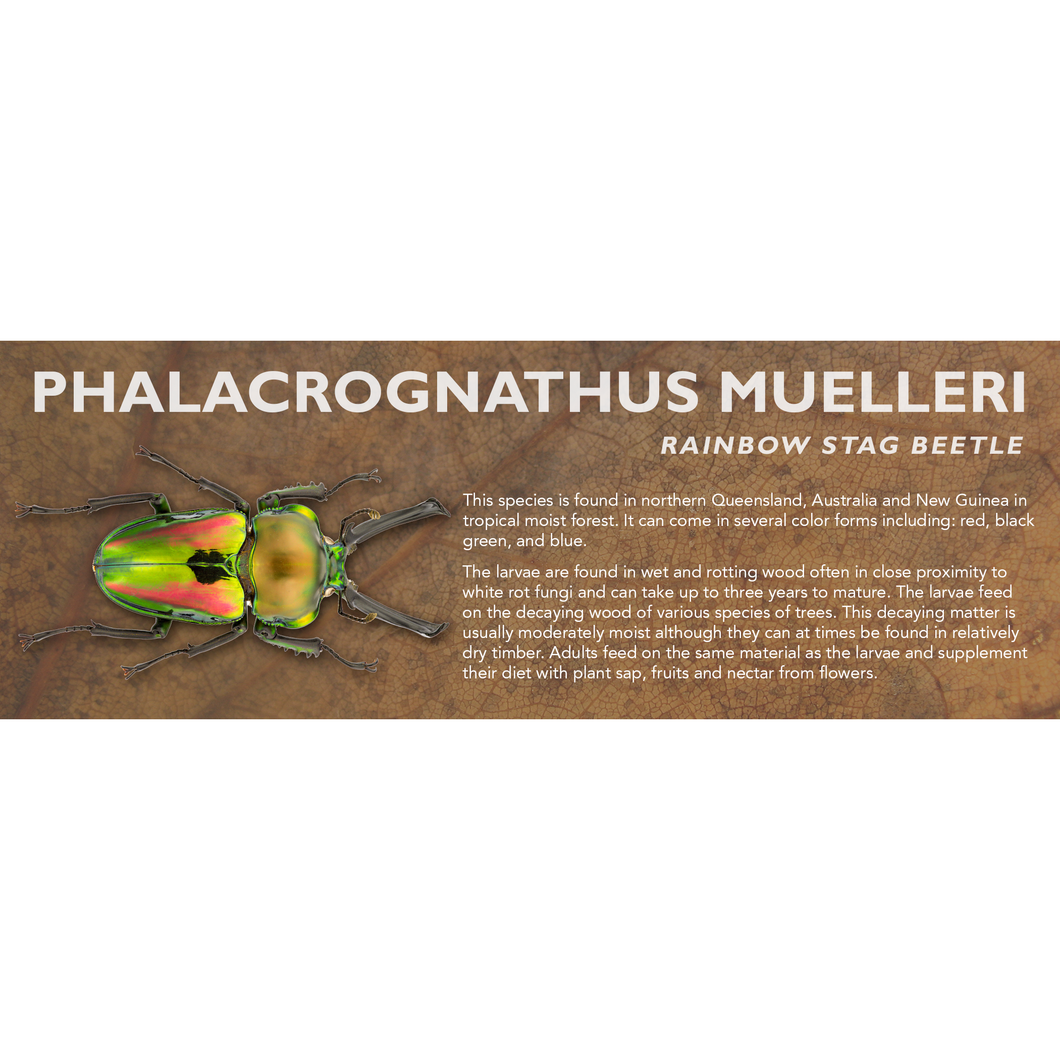 Phalacrognathus muelleri (Rainbow Stag Beetle) - Beetle Label