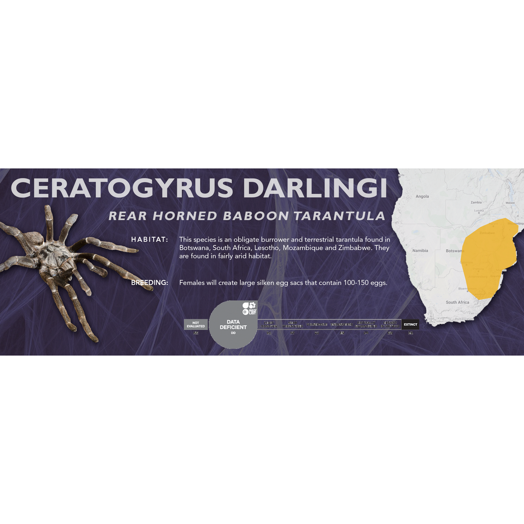 Rear Horned Baboon Tarantula (Ceratogyrus darlingi) - Standard Vivarium Label