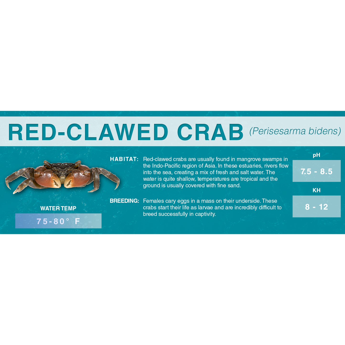 Red-Clawed Crab (Perisesarma bidens) - Standard Aquarium Label