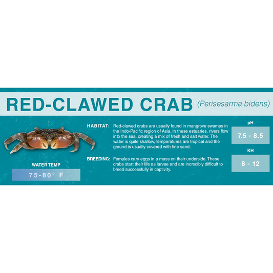 Red-Clawed Crab (Perisesarma bidens) - Classic Aquarium Label