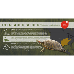 Red-Eared Slider (Trachemys scripta elegans) - Aluminum Sign