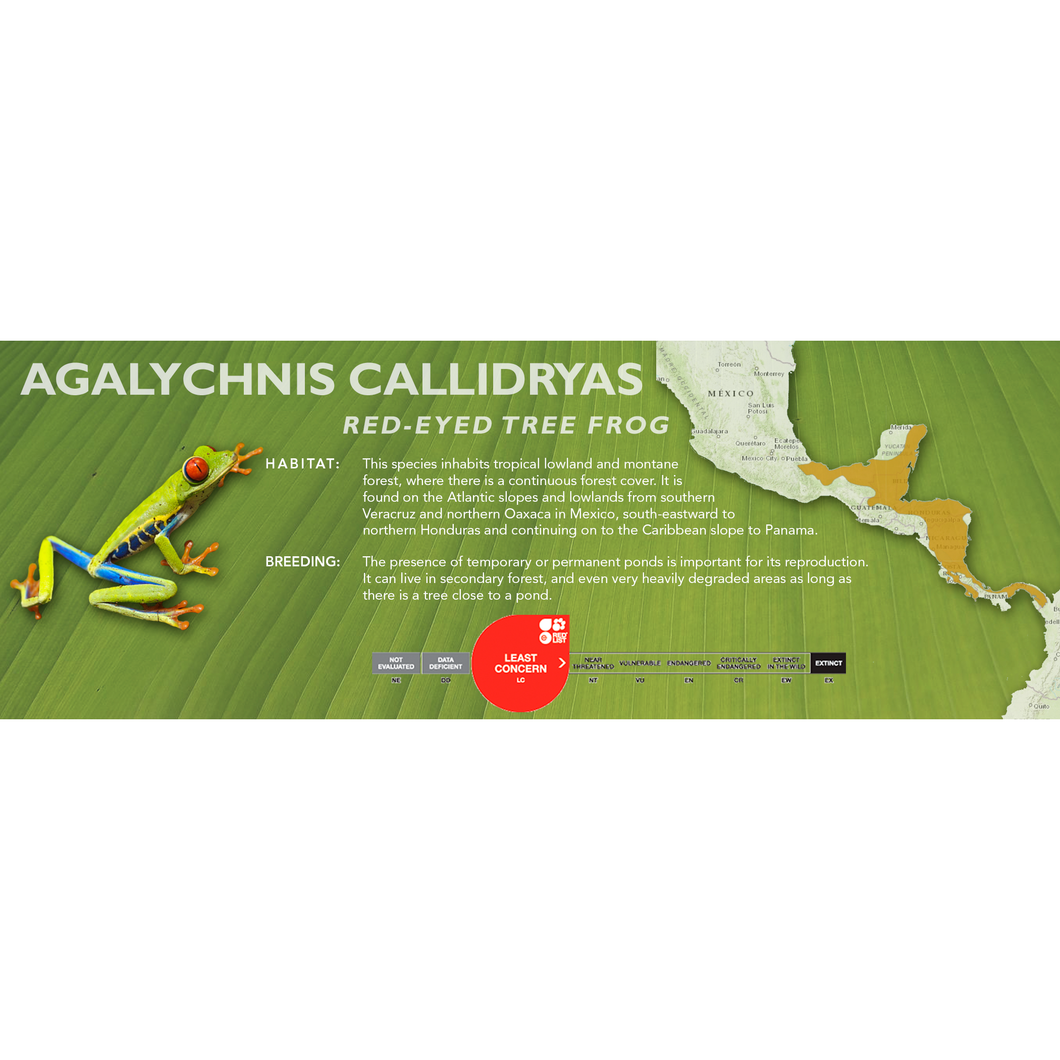Red-Eyed Tree Frog (Agalychnis callidryas) - Standard Vivarium Label