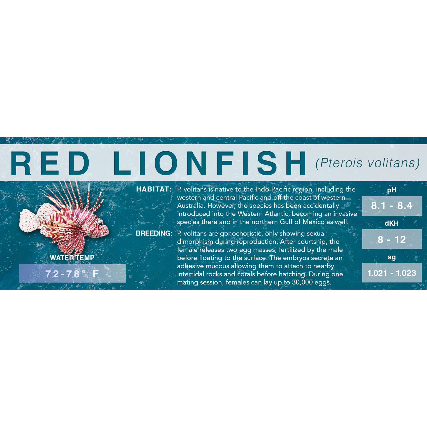 Red Lionfish (Pterois volitans) - Classic Aquarium Label