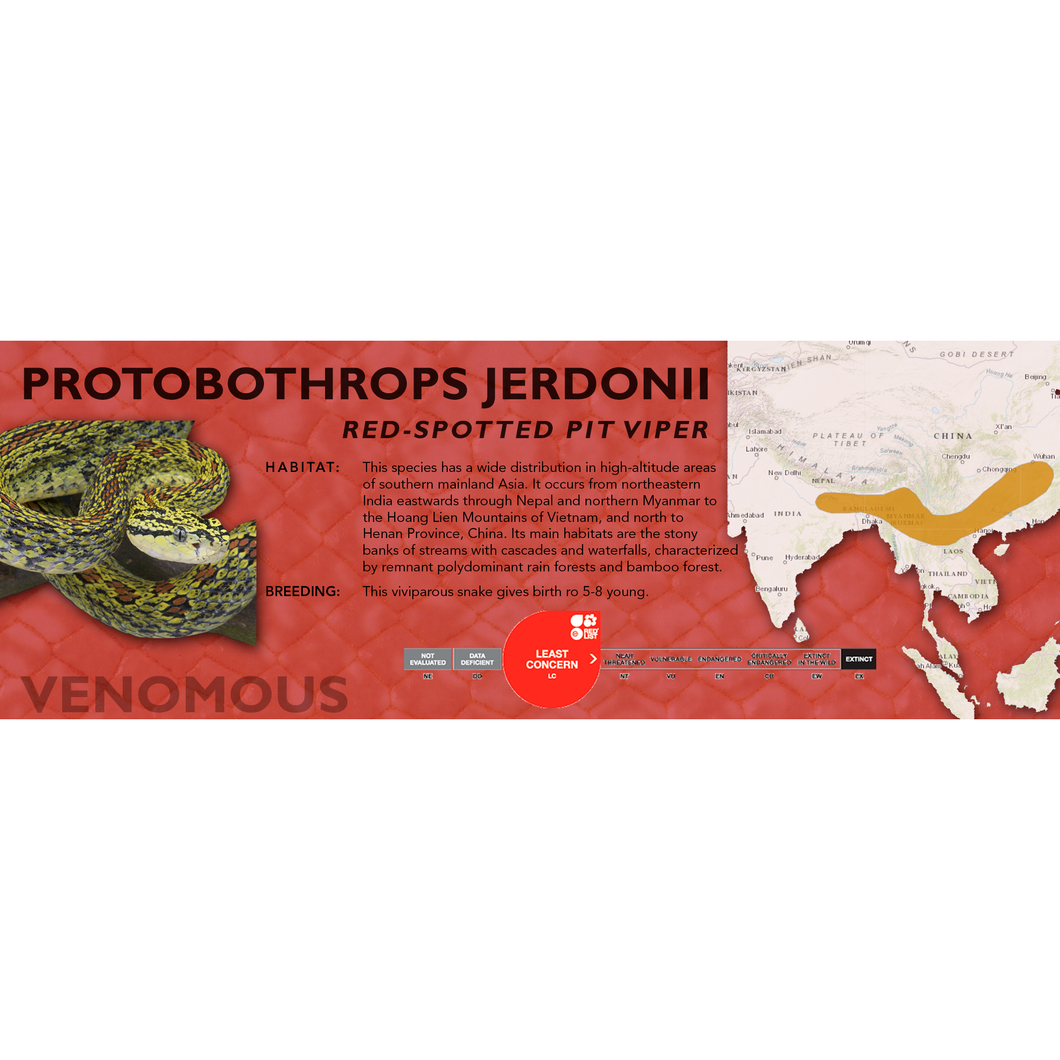 Red-Spotted Pit Viper (Protobothrops jerdonii) Standard Vivarium Label
