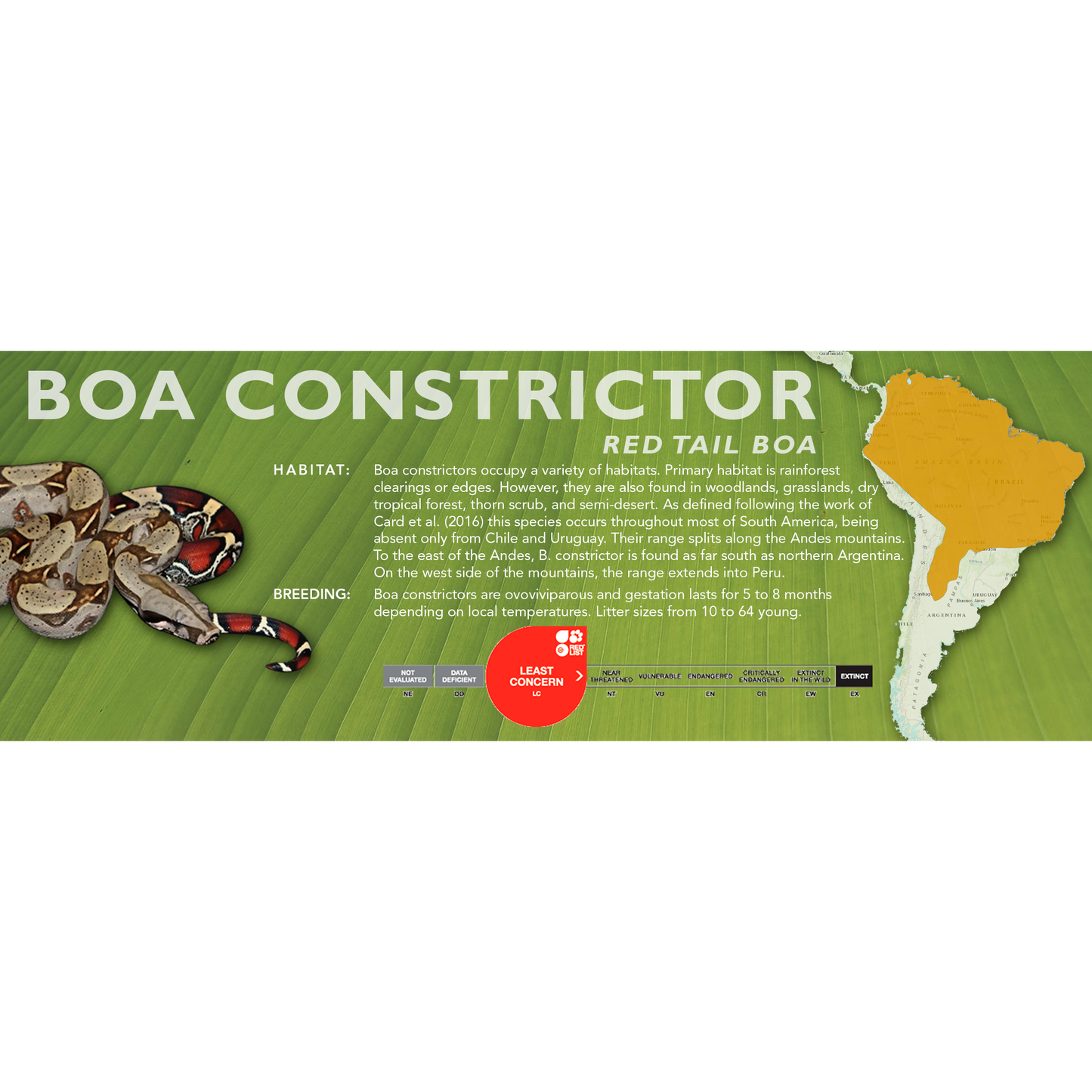 Red Tail Boa (Boa constrictor) Classic Vivarium Label