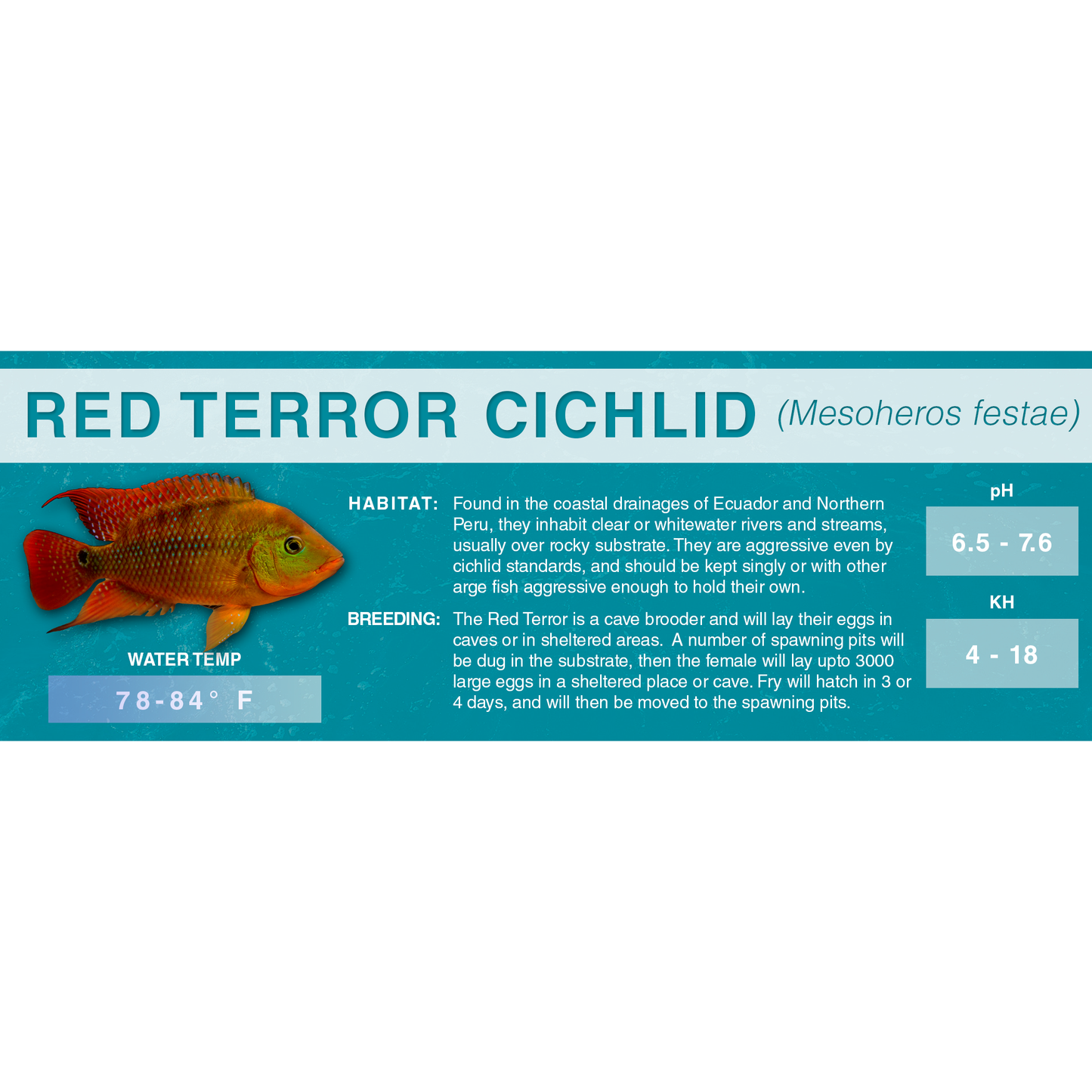 Red Terror Cichlid (Mesoheros festae) - Classic Aquarium Label