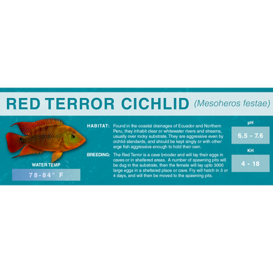 Red Terror Cichlid (Mesoheros festae) - Standard Aquarium Label
